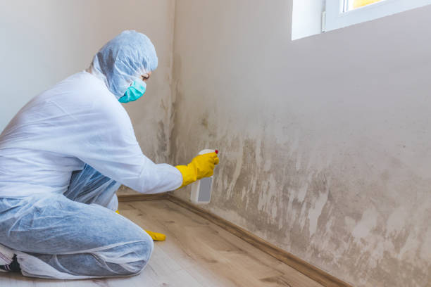 Licensed Mold Remediation service in Alexandria, VA - WQB Mold Removal